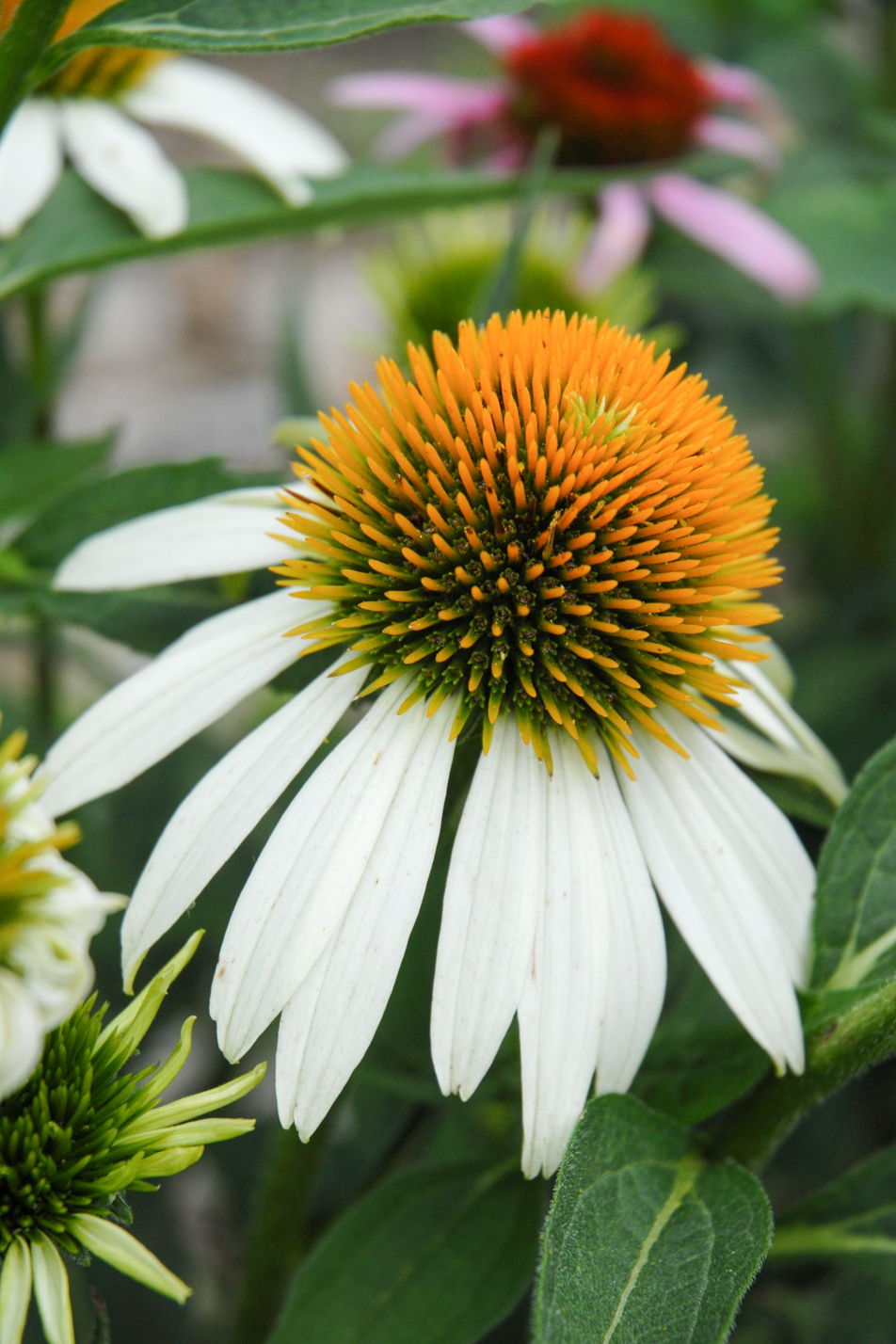White Coneflower